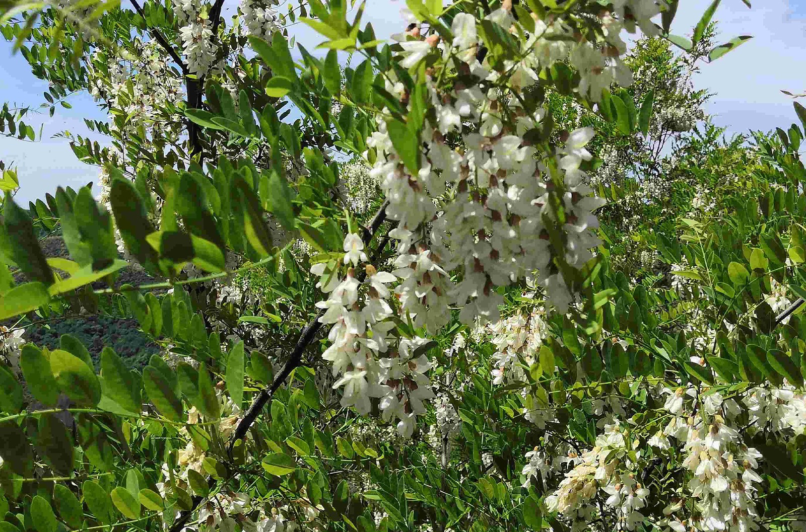 又是洋槐飄香時： 2022年度洋槐蜂蜜產(chǎn)情匯總